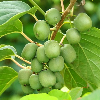 KIWI ACTINIDIA ARGUTA ´JAPSAI´ SAMOSPRAŠNÉ kont. 1,3L