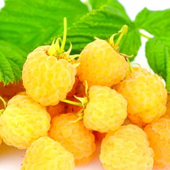 MALINÍK XL´GOLDEN EVEREST´ - Stáleplodící kont. 2L