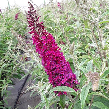 KOMULE DAVIDOVA ´FLUTTERBY RED´® kont. 3L