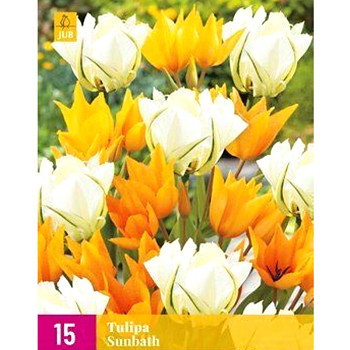 TULIPÁN ´SUNBATH´ kont. 2L