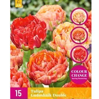 TULIPÁN´GUDOSHNIK DOUBLE´ kont. 2L
