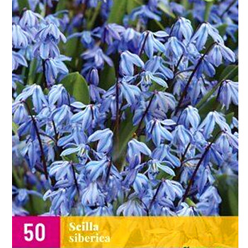 LADOŇKA ´SCILLA SIBERICA´ kont. 0,5L