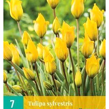 TULIPÁN ´SYLVESTRIS´ kont. 2L