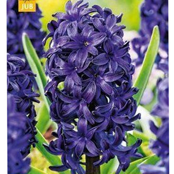 HYACINT ´BLUE TROPHY´ kont. 0,5L