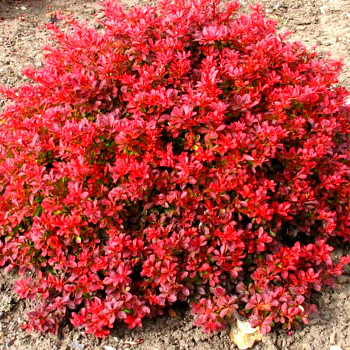 DŘIŠŤÁL THUNBERGŮV FIRE BALL ® kont. 2,5L