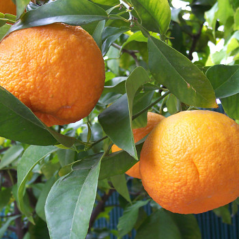 CITRUS ´BITTERORANGE´ kont. 4L