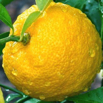 CITRUS ´YUZU®´