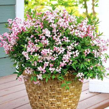 TROJPUK ´YUKI CHERRY BLOSSOM´® kont. 2,5L