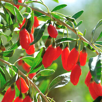 GOJI ´SWEET SUCCESS´ kont. 2L