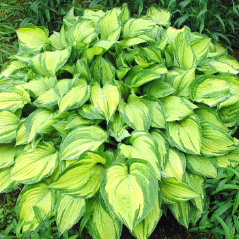 BOHYŠKA ´STAINED GLASS´ kont. 1,5L