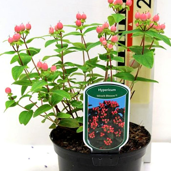 TŘEZALKA ´MIRACLE BLOSSOM´® kont. 2L