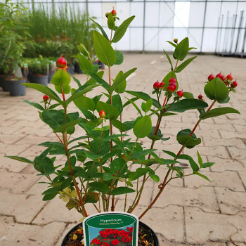 TŘEZALKA ´MIRACLE WONDER´ kont. 2L