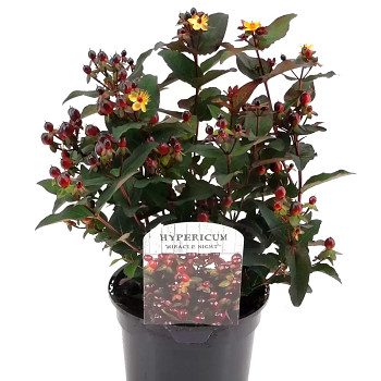 TŘEZALKA ´MIRACLE NIGHT®´ kont. 2L