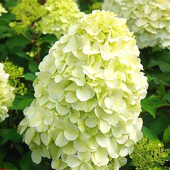 HORTENZIE  LATNATÁ ´HERCULES´® - kont. 2L