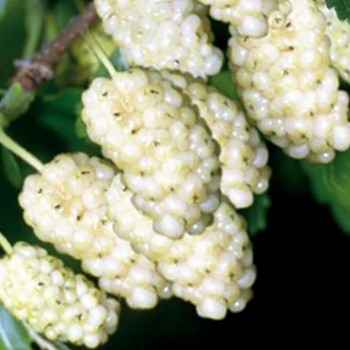 MORUŠE BÍLÁ - ´GALICJA´ kont. 2L