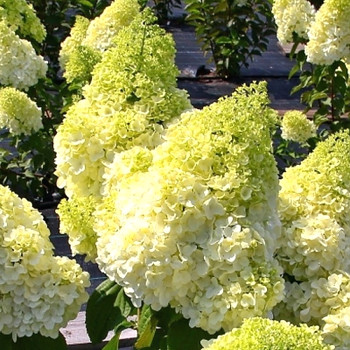 HORTENZIE LATNATÁ ´MAGICAL MATTENHORN®´ kont. 4L