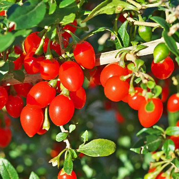 GOJI ´LITTLE GOJI´ kont. 2L