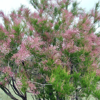 TAMARYŠEK KASPICKÝ kont. 2,5L