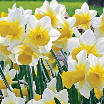 NARCIS´GOLDEN ECHO´ kont. 0,5L
