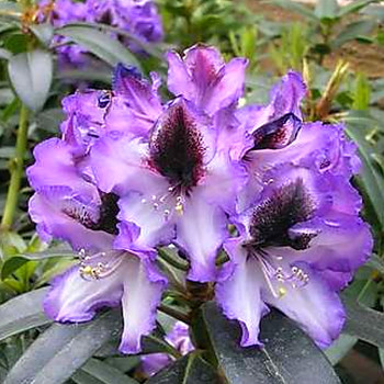RHODODENDRON XXL´BLUE PETER´ kont. 2L