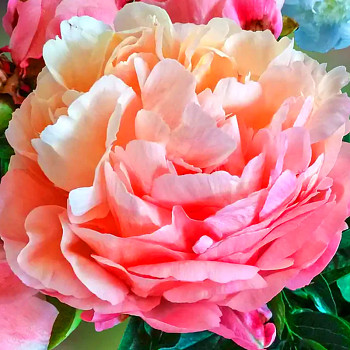 PIVOŇKA ´PINK HAWAIIAN CORAL´