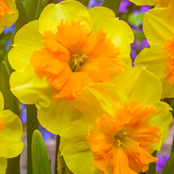 NARCIS ´SLICE OF LIFE´ kont. 2L