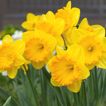 NARCIS ´CARLTON´ kont. 2L