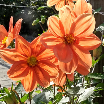 JIŘINA ´G. F. HEMERIK´ (1 hlíza)