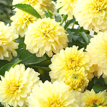 JIŘINA ´GALLERY SERENADE´ (1 hlíza)