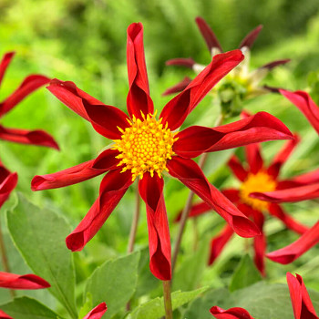JIŘINA ´HONKA ROOD´ (1 hlíza)