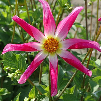 JIŘINA ´HONKA ROZE´ (1 hlíza)