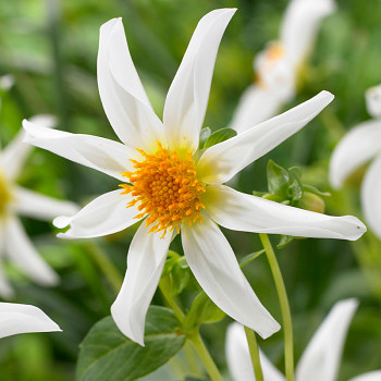 JIŘINA ´HONKA WHITE´ (1 hlíza)