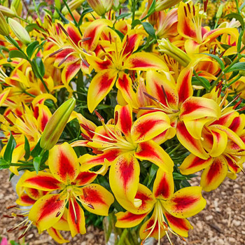 LILIE ´VIVA LA VIDA´ (1 cibule)