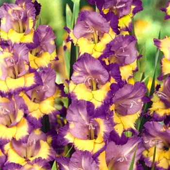 GLADIOLA ´DYNAMITE´ kont. 2L