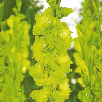 GLADIOLA ´GREEN STAR´ (7 cibulí)