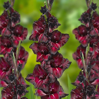 GLADIOLA ´BLACK SURPRISE´ (7 cibulí)