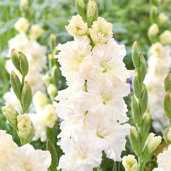 GLADIOLA ´IVORY PERFECTION´ (7 cibulí)