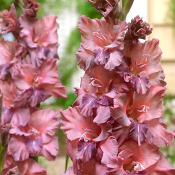 GLADIOLA ´RUSTY CHESTNUT´ (7 cibulí)