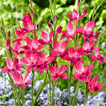 GLADIOLA ´VULCANO´ (10 cibulí)
