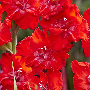 GLADIOLA ´TANGO PASSION´ (7 cibulí)