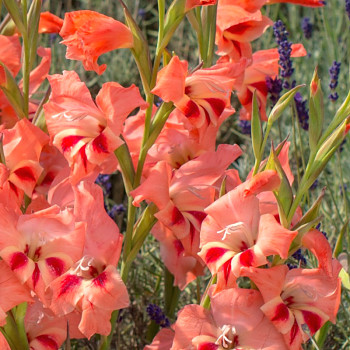 GLADIOLA ´NATHALIE´ (10 cibulí)