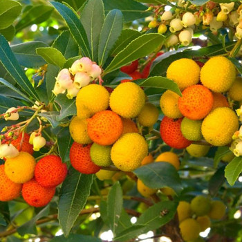 JAHODOVÝ STROM ´MERCURIUS´ kont. 2L