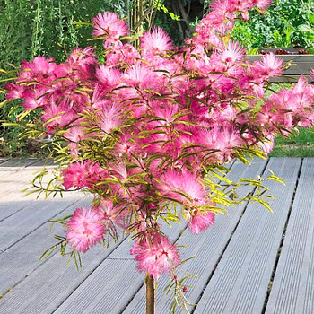 KALIANDRA SURIÁMSKÁ ´DIXIE PINK´ kmínek 50cm
