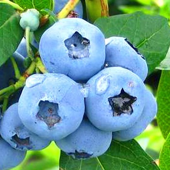 / PĚTILETÁ / KANADSKÁ BORŮVKA ´GOLDTRAUBE 71´ kont. 7,5L