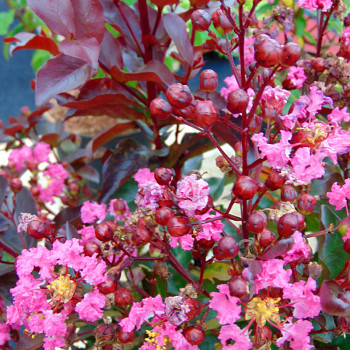 LAGERSTROÉMIE ´RHAPSODY IN PINK®´ kont. 5L