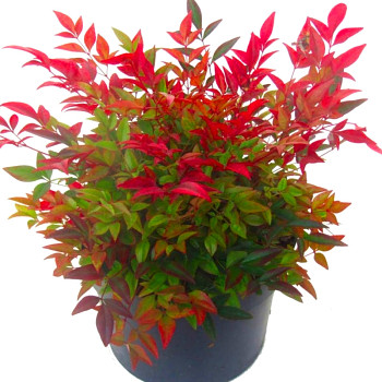 NANDINA DOMACÍ ´GULF STREAM´ kont. 2L