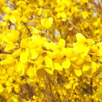 ZLATICE ´WEEKEND®´ kont. 2,5L