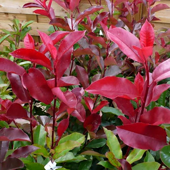 BLÝSKAVKA FRASEROVA ´RED SELECT´ kont. 2,5L