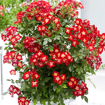 RŮŽE KEŘOVÁ ´EVERGLOW RUBY´ kont. 2L