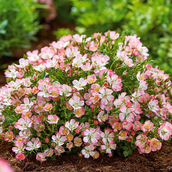 RŮŽE TRPASLIČÍ ´CUTIE PIE´ kont. 1L